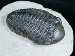 Bargain Phacops Trilobite Fossil - #9734-1